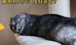 娱乐圈吃瓜猫是谁啊,揭秘神秘“吃瓜猫”的真实身份