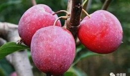 鸡心果,营养与美味的完美结合